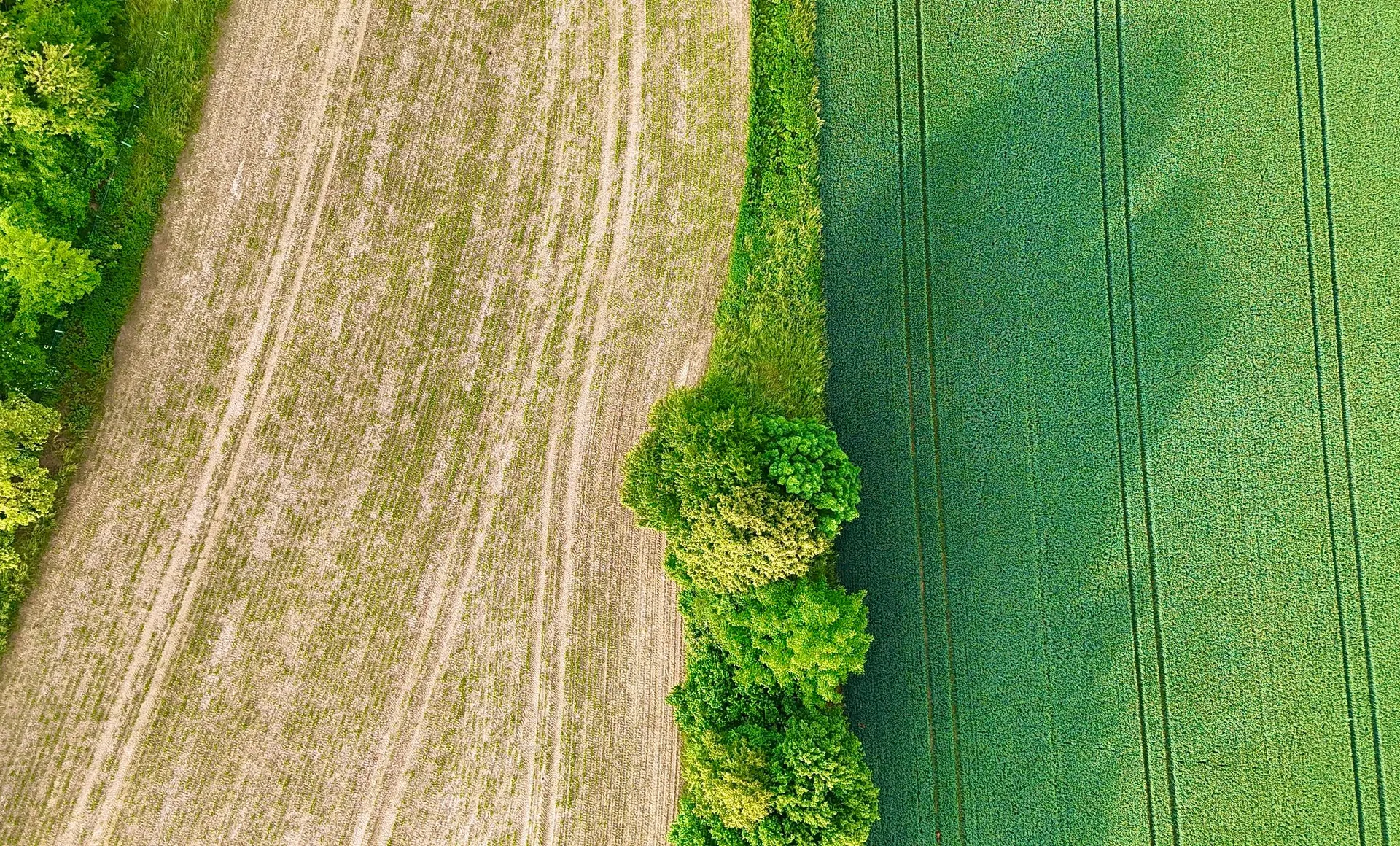 Vista aérea de terrenos agrícolas divididos en parcelas de distinto verde.